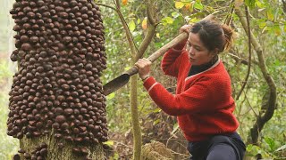 Harvesting Rag & Make Chestnut Cake! | Let's Enjoy Delicious Natural Chestnut Cake