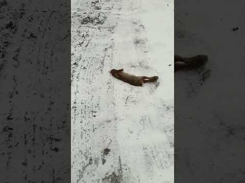 불쌍한 산토끼 짐승에게 공격을 받아 길에서 발버둥 치고 있네요~~~#산골생활
