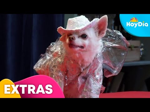 Diseñador realiza réplicas de atuendos de celebridades, pero para las mascotas | Hoy Día | Telemundo