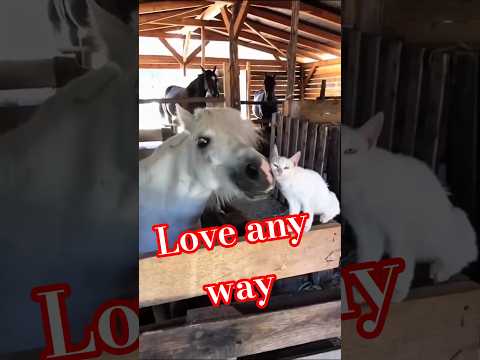 По-любому любовь тут😻😸 #видосыоткота #funny #cat #animals#shortsvideo