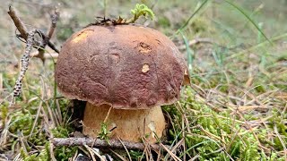 Tanti km ma anche tanti funghi