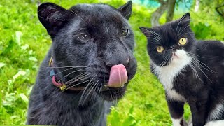 Multik came to visit Luna the panther and Venza 😸(ENG SUB)