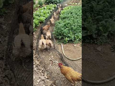 Memelihara Ayam Menggunakan Terowongan Jaring | INFOPEDIA