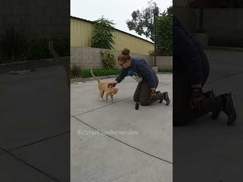 Cat living in dumpster rescued!