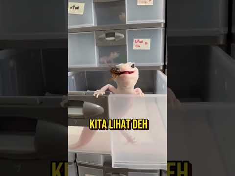 Cek IG: @wachigecko.idn jika ingin adopt gecko 🫶🏻 atau klik link di bio aja 🔥