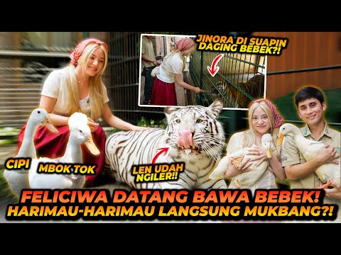 FELICIWA BAWA BEBEK KE KANDANG HARIMAU ! SELEN SEMANGAT MUKBANG ! AKHIRNYA NGERASAIN DAGING BEBEK !