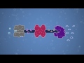Enzyme Regulation and Metabolic Pathways