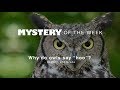 Understanding Owl Sounds