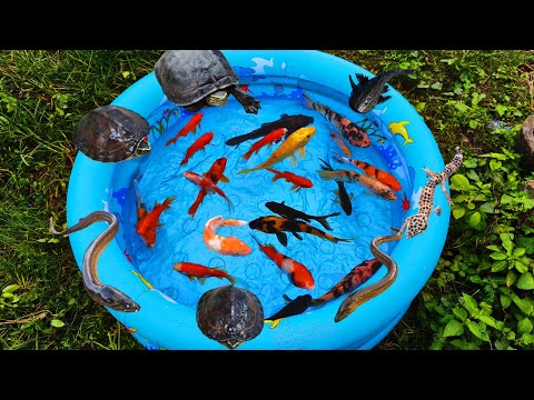 Fishing for ornamental fish, koi fish, goldfish, catfish, colorful fish, turtles, cute chickens