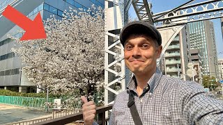 Tourist Mistakes with Cherry Blossoms in Japan
