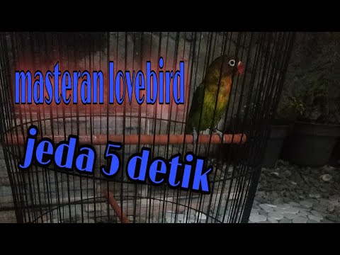 Masteran lovebird betina durasi 1 menit jeda 5 detik agar burung tidak setres dan cepat masuk