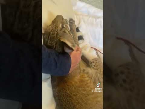 Спасённые дикие кошки
