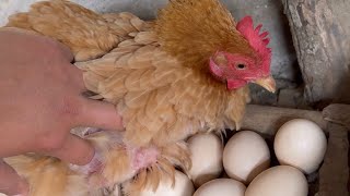 Así se hace empollar a las Gallinas ~ Saida ZC ~ 💚