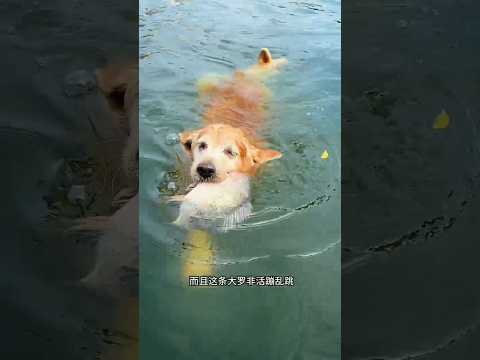 कुत्ता नदी के अंदर कूद गया फिर जो हुआ 😱😧 #shorts #dog #shortsfeed #shortsviral