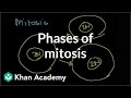 Understanding Mitosis