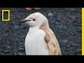 Penguin Characteristics and Identification