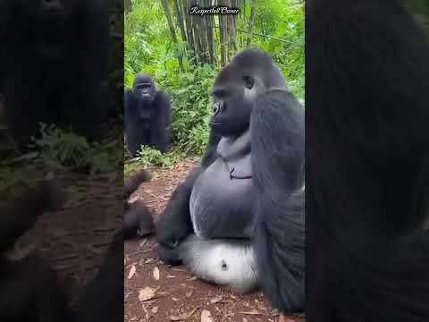 Laugh Till You Cry โ Funniest Animal Trio Ever! ๐คฃ#facts #shorts