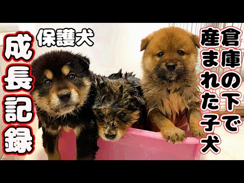 【子犬　保護犬】倉庫の下が住処だった野犬の子犬　成長日記