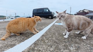 茶トラ猫とうずまきシャム猫のケンカを仲裁した