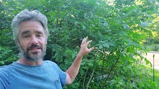 Hard Pruning - Stimulating Growth and Supporting Succession