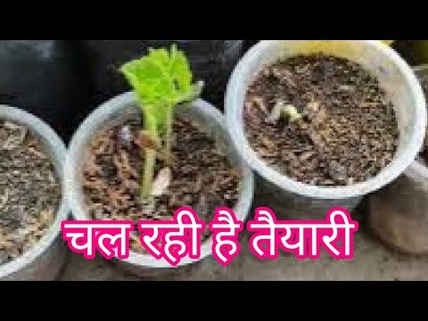 Preparation of rainy season vegetables