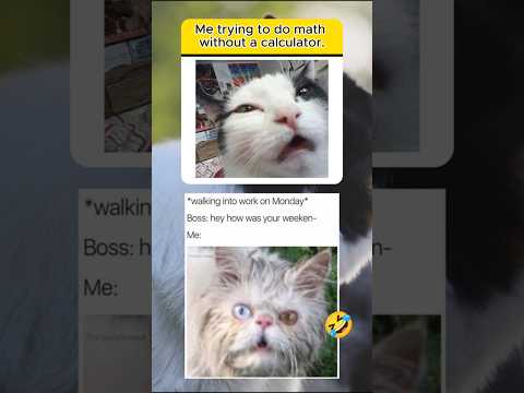 Funny Cat Meme pt5🤣#memes #trending #cute