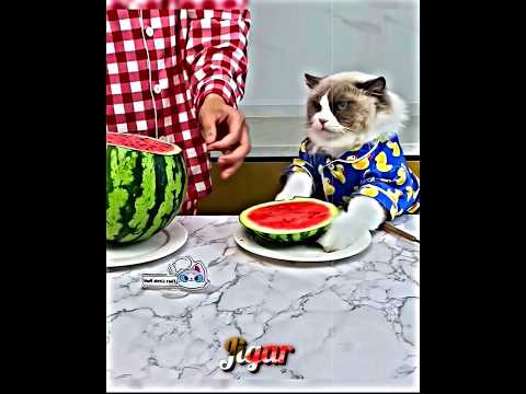 CAT AND HUNTER THEN ๐ฅถ#edit #trollface #shorts #cr7