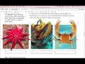 Animal Symmetry and Body Organization