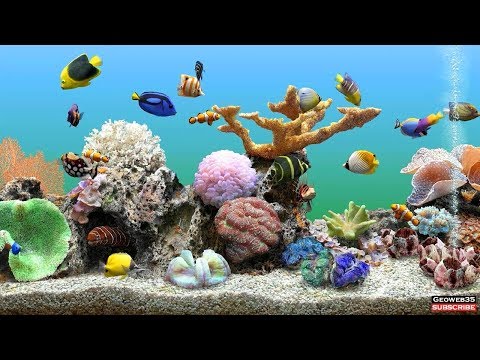 where key saved marine aquarium 3