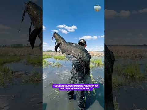 "Ikan Gabus dan Toman Ini Predator Air Tawar!"#faktaunik #shorts