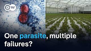 YouTube video thumbnail: Cyclospora Outbreak Spreads to 47 US States