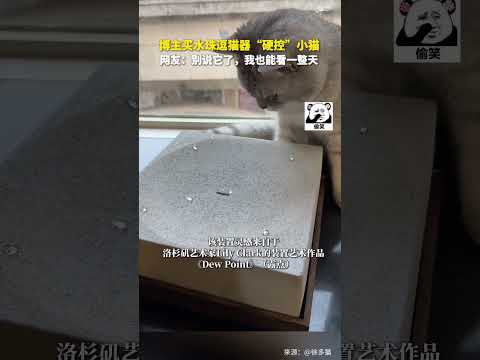 水珠逗貓器「硬控」小貓。網友：別說它了，我也能看一整天。#shorts #china