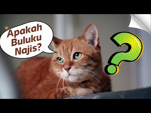 Apakah Bulu Kucing Najis? | Ustadz Abdullah Haidir, Lc