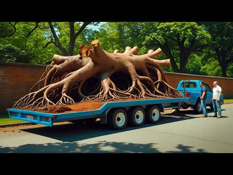 Transforming a Giant Forgoten 100-Year-Old Stump Into a $10,000 Art Coffee Table