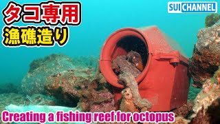 タコ専用漁礁に早くもタコ襲来！？貝殻と石でタコのベット造り