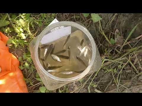 Fishing video || traditional boys catching hook fishing in village Lotus pond #fishing