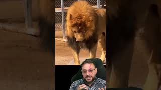 Leão vegano? Não!!! #biologohenrique #animais #bichoesperto #biologo