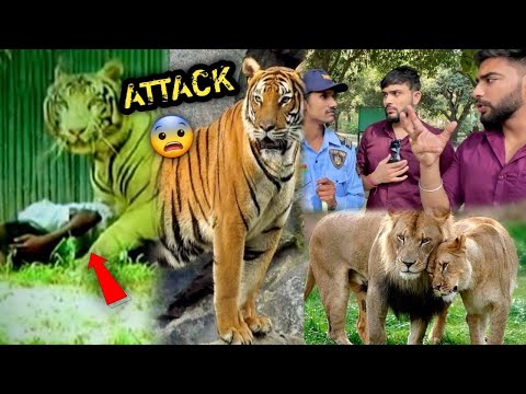 Isi Jagah Pr White Tiger Ek Aadmi Ko M@@r 💔😰Kr Le Gya Tha ( TIGER ATTACK)