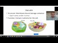 Cell Structure and Function Concepts