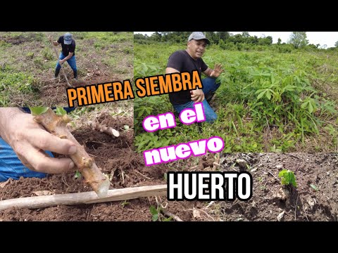 primera SIEMBRA en el  NUEVO HUERTO // mandioca