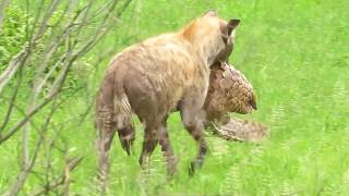Hyena Rips Scales Off Pangolin