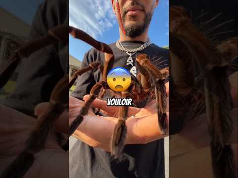 N'écrase jamais cette araignée !😨 #shorts