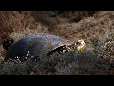 Marsh turtle on sand dunes | Film Studio Aves