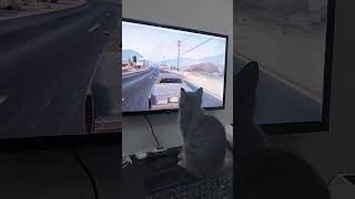 Cat enjoying PC game