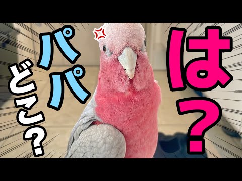 パパがいない！？朝のお見送りに間に合わなかったオウムが玄関でこうなっちゃいましたww【モモイロインコ】