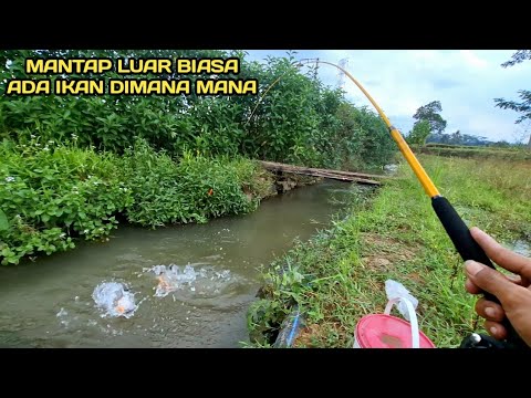 Alhamdulillah..! Mancing di Selokan Tengah Sawah Ternyata Masih Banyak Ikanya #LM16