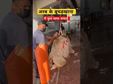 अरब के बूचड़खाना ll #minivlog #vlog #tranding #gulflife #gulf #yutubeshorts #fyp #fypage  #viral