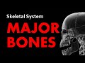 Human Skeleton and Bone Structure