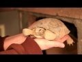 Desert Tortoise Brumation Facts