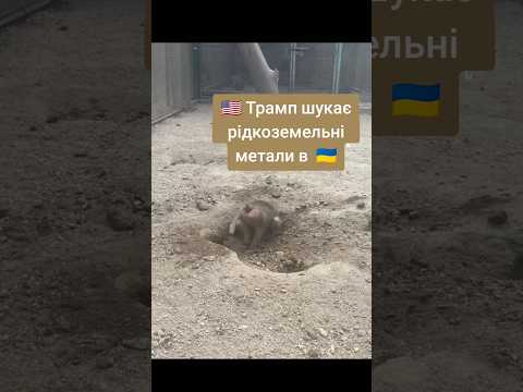 Трошки позитива #украіна #news #рек #зсу